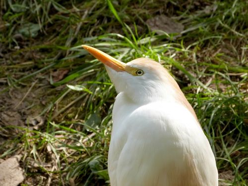 Galvijai, Egret, Heronas, Paukštis, Skristi, Sparnai, Plunksna, Laukinė Gamta, Snapas, Laukiniai, Laisvė, Lauke, Paukštis, Didingas, Padaras, Dykuma, Gamta, Žinduolis, Stuburas, Gyvūnas