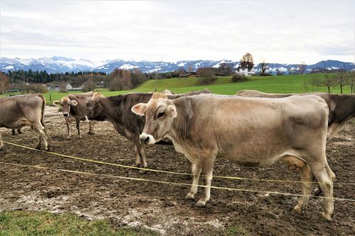 Galvijai, Žinduolis, Karvė, Žemdirbystė, Gyvūnai, Ūkis, Gyvūnas, Pienas, Veršelis, Žolė, Laukas, Pieva, Bulius, Ganyti, Flock, Kaimas, Gamta, Šveicarija, Swiss, Valgyti, Maistas, Vitaminas, Žemė, Purvinas, Kalnai, Alpių, Europa, Sniegas, Tvora, Žygis, Šventė, Atostogos, Kelias, Toli, Kelias, Žiema, Ruduo, Kalėdos, Kailis, Oda, Storas, Nėščia, Priežiūra, Veisimas, Lenktynės, Ruda, Žalias, Spalva