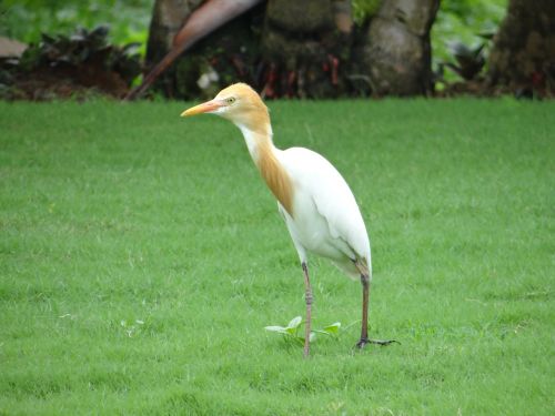Galvijų Egretė, Paukštis, Egret, Balta, Gražus, Karnataka, Indija