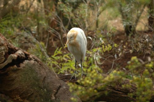 Galvijų Egretė, Paukštis, Makro, Iš Arti, Zoologijos Sodas, Melburnas, Australia