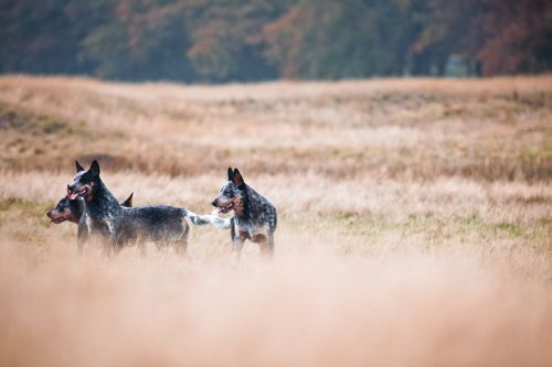 Cattledogs, Laukiniai, Gamta