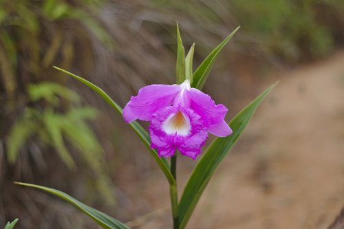 Cattleya,  Gėlė,  Floros,  Tropical,  Orchidėjų,  Egzotiškas,  Vasara,  Violetinė,  Rožinis,  Žiedlapiai,  Orchidėjų,  Pobūdį,  Augalų,  Pavasaris,  Šviesus