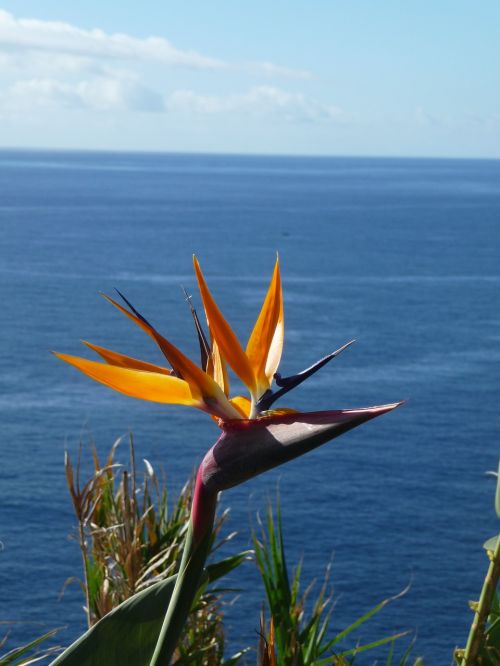 Caudata, Strelitoji Orchidėjos, Caudata Šiltnamio Efektą Sukeliančių Rojaus Paukščio Gėlė, Egzotiška Gėlė