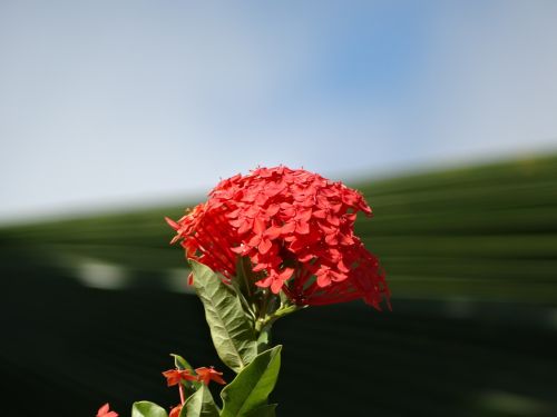 Cayenne, Prancūzijos Gviana, Gėlės