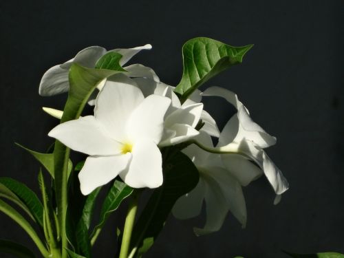 Cayenne, Prancūzijos Gviana, Gėlės