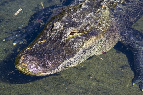 Kaimanas, Nelaisvė, Ropliai, Zoologijos Sodas