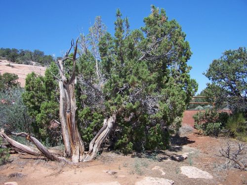 Kedro Medis, Kolorado Nacionalinis Paminklas, Dykuma, Medis, Kedras, Purvas, Lauke, Parkas, Smėlis