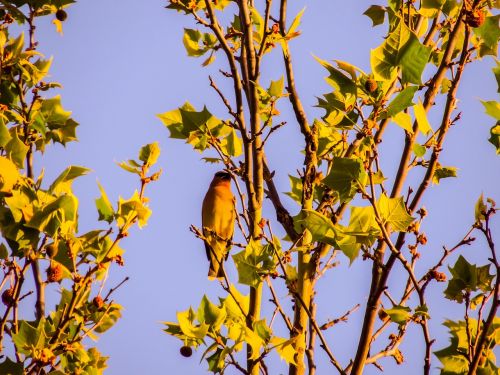 Kedro Vaškas Sparnas, Sycamore Medis, Paukštis, Gamta