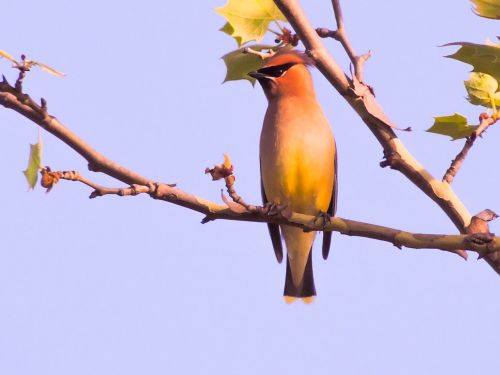 Kedro Vaškas Sparnas, Sycamore Medis, Paukštis