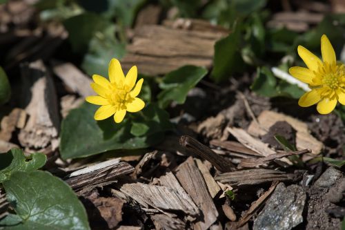 Celandine, Geltona, Gamta, Gėlė, Žiedas, Žydėti, Pavasaris-Celandine, Uždaryti, Pavasaris, Sodas, Ankstyvas Bloomer, Pavasario Gėlė, Geltona Gėlė, Augalas, Ranunculaceae, Žydėti