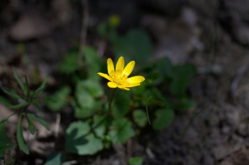 Celandine,  Gėlė,  Geltona,  Toksiškas,  Pavasaris,  Ranunculus Ficaria