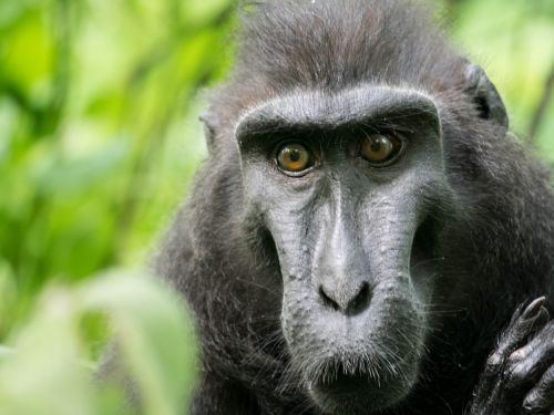 Celebes Cresped Macaque, Beždžionė, Tangkoko Rezervas, Primatas, Gyvūnas, Indonezija, Sulawesi, Džiunglės, Veidas
