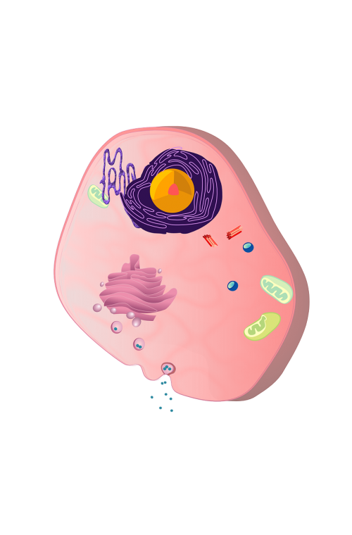 Ląstelė, Ląstelių Branduolys, Citoblastas, Plazmosomas, Branduolys, Biologija, Nemokama Vektorinė Grafika