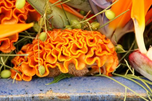 Cezozė, Celosia Argentea, Cristata Grupė, Smegenų Žiedas, Oranžinė