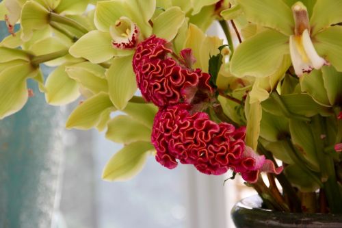 Cezozė, Celosia Argentea, Cristata Grupė, Smegenų Žiedas, Raudona