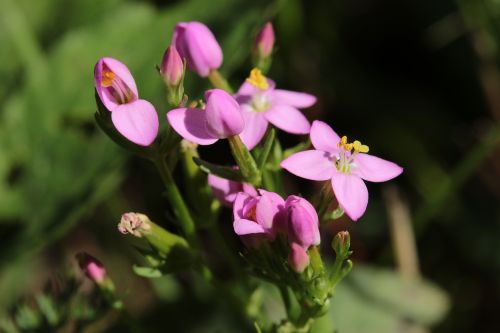 Centaury, Gėlė, Rožinis, Augalas, Vaistažolių Augalas