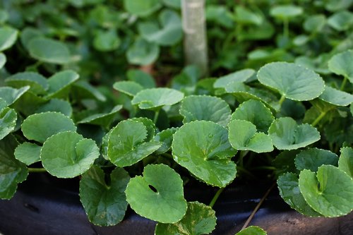 Centella,  Žolė,  Augalų,  Floros,  Sveikata,  Vaistinio