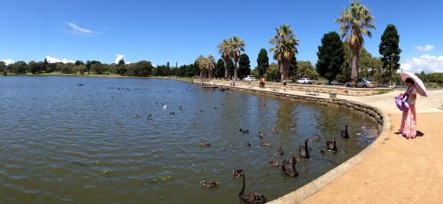 Centennial Park,  Sidnėjus,  Juoda Gulbė,  Ežeras