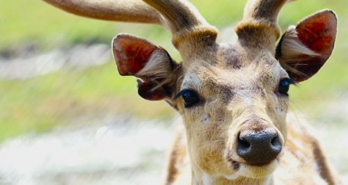 Cervidae, Portretas, Gyvūnas, Elnias, Laukiniai, Laukinė Gamta, Žinduolis, Gamta, Galva, Miškas, Buck, Patinas, Ežeras, Jaunas, Antlers, Žalias, Zoologija, Veidas