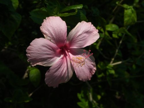 Hibiscus, Rožinis, Tailandas