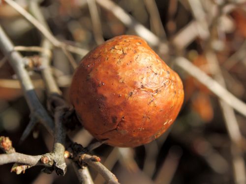 Chaenomeles Vaisiai,  Pernokus,  Ruda,  Be Honoraro Mokesčio