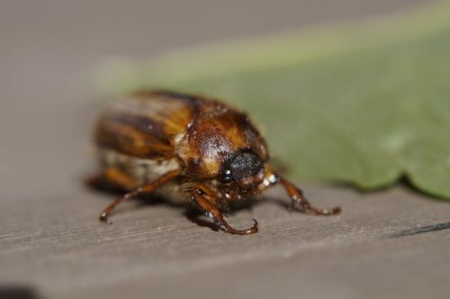 Chafer, Nuskaityti, Birželis, Gyvūnas, Vabzdys, Vabalas, Veidas, Galva, Akis, Uždaryti