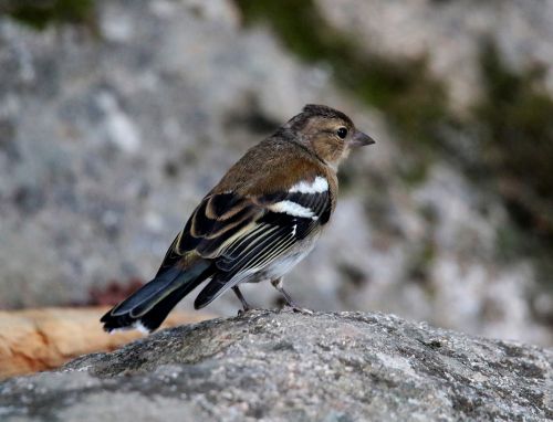 Griuvėsiai, Moteris, Andorra, Paukštis, Europa, Miškas, Giesmininkas, Laukiniai, Finch, Sustingęs, Gyvūnas, Laukinė Gamta, Gamta