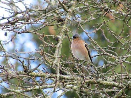 Chaffinch,  Paukštis,  Pobūdį,  Skundikas