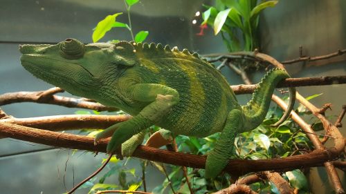 Chameleonas, Žalias, Zoologijos Sodas, Gyvoji Gamta