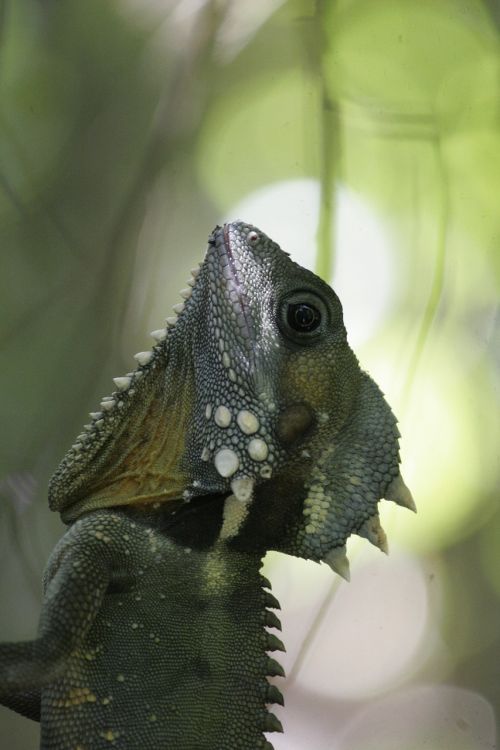 Chameleonas, Gyvūnas, Australia