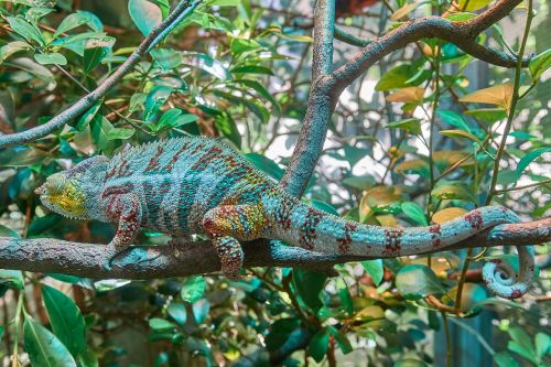 Chameleonas, Kamufliažas, Egzotiškas, Uždaryti, Gamta, Stiebas Akimis, Terariuminiai Gyvūnai, Padaras, Ropliai, Gyvūnas, Žalias, Gyvūnų Pasaulis, Terariumas, Džiunglės, Spalva, Maskuojantys Dažai, Zoologijos Sodas, Akis, Driežas, Spalvinga, Skalė, Galva, Atogrąžų, Paslėptas