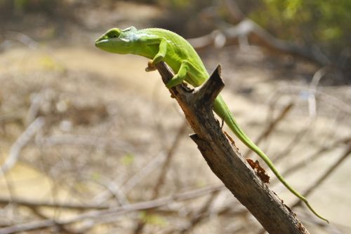 Chameleonas, Mayotte, Dziani Ežeras, Ropliai
