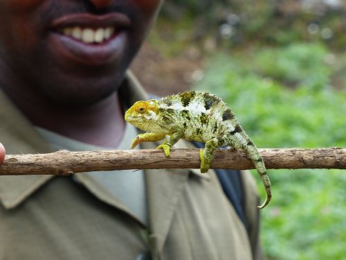 Chameleonas, Ropliai, Afrika, Ruanda, Žalias