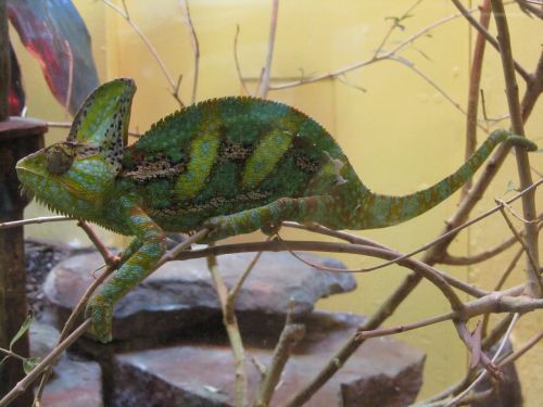 Chameleonas, Driežas, Žalias, Ropliai, Laukinė Gamta, Gamta, Uždengtas Chameleonas, Gyvūnas, Zoologijos Sodas