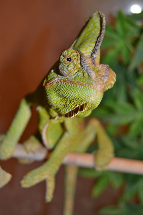 Chameleonas, Naminis Gyvūnėlis, Žalias, Jemeno Chameleonas