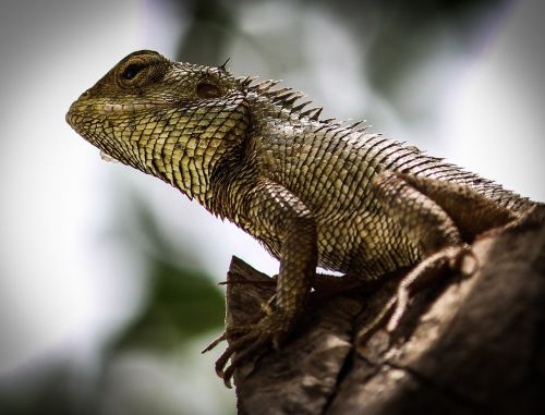 Chameleonas, Medis, Gamta, Laukinė Gamta