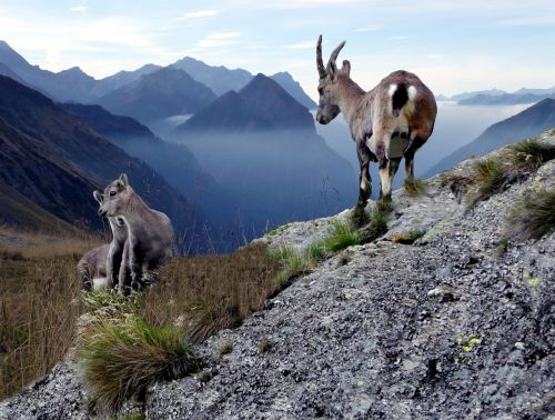 Zomša Su Jaunais Gyvūnais, Aukšti Kalnai, Šveicarija, Greina