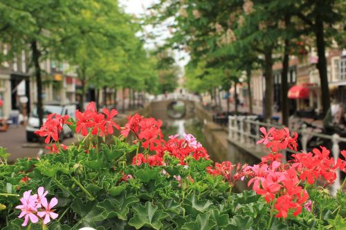 Kanalas, Nyderlandai, Gėlės, Provincija, Tiltas, Geranium