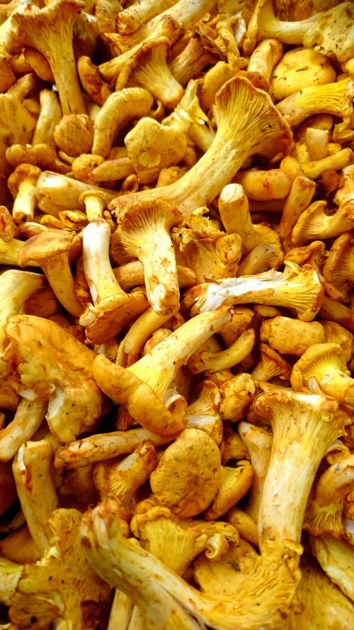 Voverai, Grybai, Chantarelle, Chanterelle, Gamta, Grybai, Išgaunamas Iš Grybelio