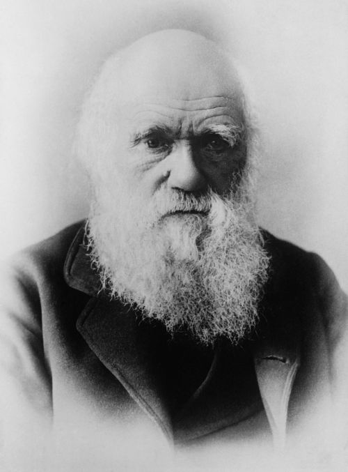 Charles Darwin, Mokslininkai, Evoliucijos Teorija, Evoliucija, Juoda Ir Balta, Vyras, Portretas, Barzda, Plika Galva, 1879
