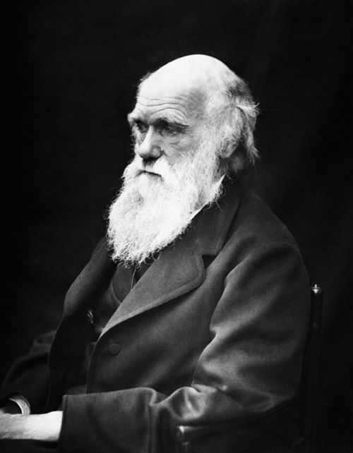 Charles Robert Darwin, Mokslininkai, Gamtininkas, Evoliucijos Teorija, Juoda Ir Balta, Evoliucija