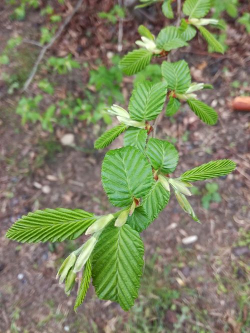 Žavingas Rytas, Carpinus Orientalis, Medis