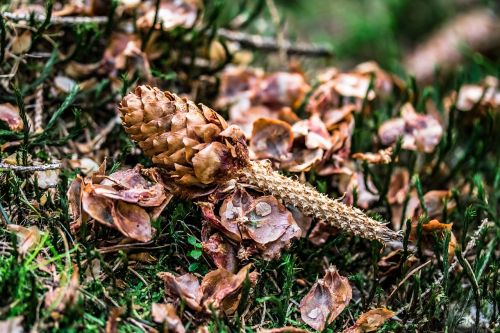 Šerti Pušies Kūgiai, Sėklos Svarstyklės, Sėklos, Pušies Kankorėžiai, Voverės Maistas, Pelės Pašarai Miške, Miško Gyvūnų Pašaras, Ant Samanos Gulėti, Samanos, Miškas