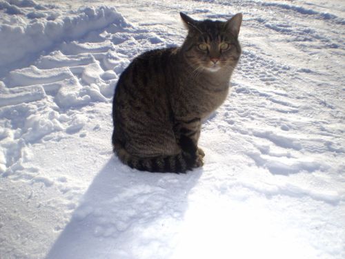 Katė,  Tabby,  Gyvūnas,  Sniegas,  Žiemos Sezonas,  Kačių,  Dryžuotas Katinas