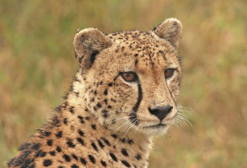 Gepardas, Cheetah Head, Didelė Katė, Laukinė Gamta, Plėšrūnas