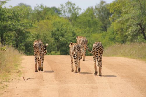 Gepardas, Kruger Nacionalinis Parkas, Laukiniai, Krueger, Laukinė Gamta, Gyvūnų Laukiniai Gyvūnai
