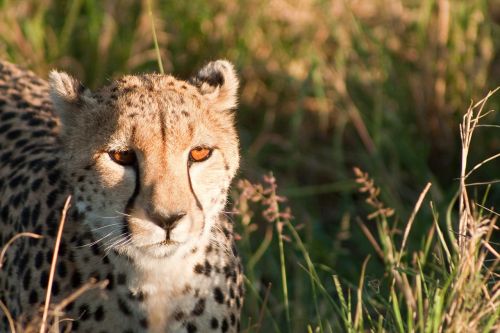 Gepardas, Kenya, Afrika, Katė, Masai, Mara, Safari