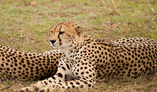 Gepardas, Didelė Katė, Laukinė Gamta, Plėšrūnas, Safari, Kenya