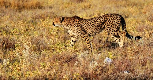 Gepardas, Etosha, Namibija, Afrika, Safari
