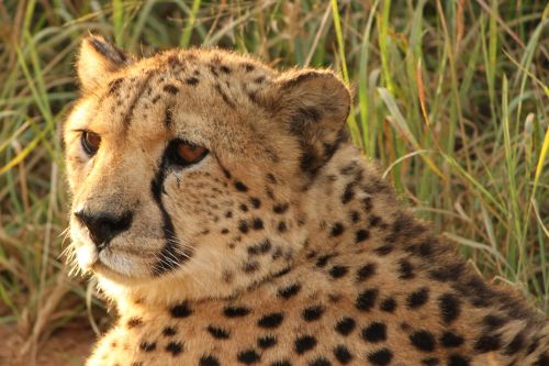 Gepardas, Namibija, Plėšrūnas, Afrika, Laukiniai, Laukinis Gyvūnas, Savana, Safari, Dykuma, Gyvūnas, Laukinė Gamta, Gyvūnų Pasaulis, Gamta